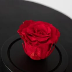 Geconserveerde Rode Roos Onder Glazen Stolp - Echte Roos - Luxe Cadeau -Leenbakker Winkel 0adda3b96639453f8744a418865e35e2