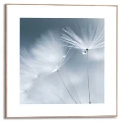 Schilderij Paardenbloem Dauw 50x50 Cm Wit