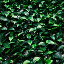 Wandpanelen Kunsthaag Laurierblad - Set Van 4 - 50x50x4cm 7 Wandpanelen Kunsthaag Laurierblad - Set Van 4 - 50x50x4cm -Leenbakker Winkel 1000097790 0103