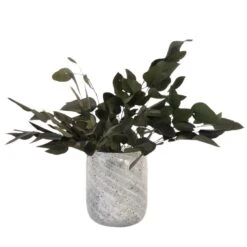 Droogbloemen - Eucalyptus Stuartiana