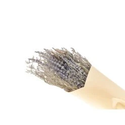 Beliani Droogbloemen Boeket NAWARRA - Paars Droogbloemen -Leenbakker Winkel 552df9b3a9d941bb8aae9e94a0c6993e