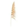 Pampas Pluim Sem - Beige - 160 Cm