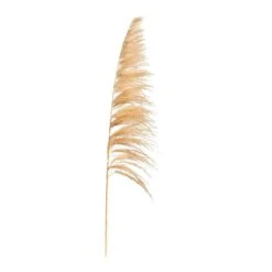 Pampas Pluim Sem - Beige - 160 Cm